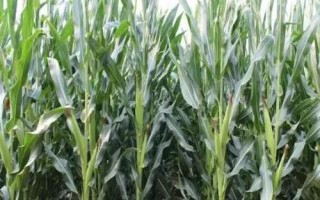 现代521玉米品种的特性，中抗穗腐病