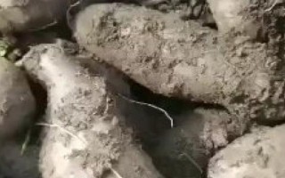 紫土豆的种植前景，营养丰富且用途多