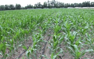 中地159玉米品种简介，中抗灰斑病