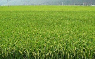 常农粳151水稻种子特征特性,每亩有效穗数20.7万穗