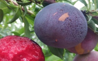 极早熟杏李风味玫瑰的特点，含糖量高于任何杏、李品种