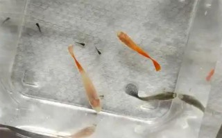 孔雀鱼一生可以生几次，一生可以产20左右次