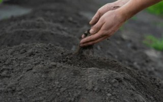 虎耳草在几月开花，每年4到11月开花