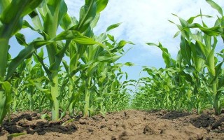 温单18玉米种简介，6月上中旬播种