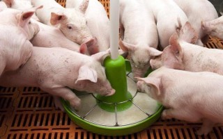 仔猪拉黄痢怎么处理，先对全窝的猪仔使用氯霉素等药物