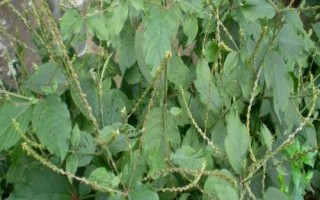 倒扣草简介，是多年生草本植物