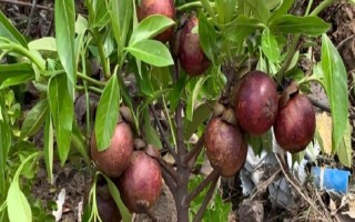 山竹核的种植方式，最好的方式是播种法