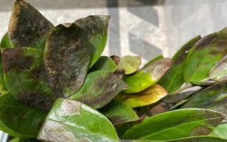 金钱树叶片发黑发绣的原因，可能是浇水过多所导致的