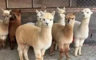 羊驼怎么养，一定要注意养殖密度