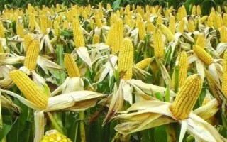 银河160玉米种子特点,注意防治玉米螟虫