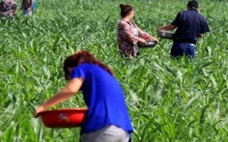 粘玉米的田间管理方法,在4-5片叶时开始定苗