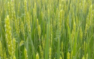 西农223小麦种子特点，属半冬性中筋小麦品种