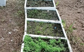 茴香的收获时间,5-6月份和9-10月份均可收获