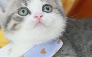 猫咪不喜欢主人的原因，可能惩罚了它或应激因素过多