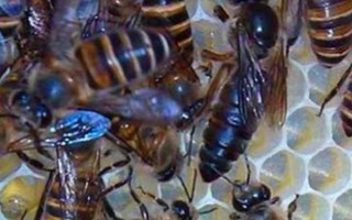 工蜂杀死蜂王的原因,可能是蜂王出现衰老、病残等情况