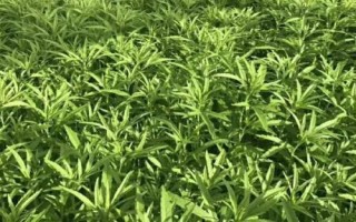 芦蒿怎么种植，选用良种可提高产量