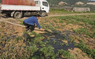 花椒树苗什么时候种植，秋季8-9月份之间种植最佳