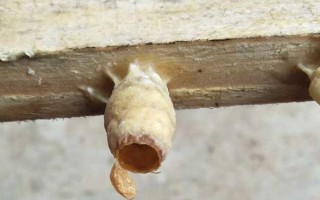 免移虫育王盒的如何使用，先放到蜜糖水中浸泡2-4小时