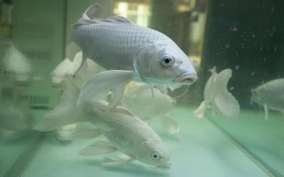 怎么给银龙鱼喂食，建议每天投喂三至四次