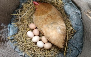 母鸡被踩背后过多长时间会产蛋，经过48小时左右便可生产