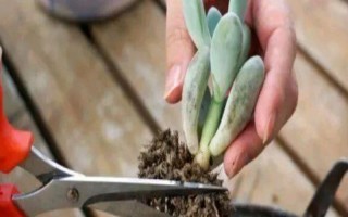多肉植物何时换盆，以春季和秋季为宜