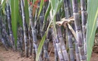 黑皮甘蔗简介，因茎杆皮呈黑色而得名