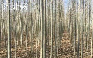 杨树有哪些常见品种,山杨、意杨、串杨等品种较常见