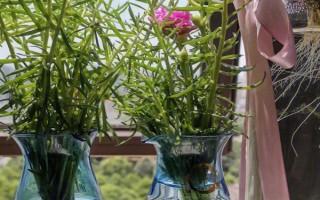 太阳花水培可以活多久，太阳花可以水培一年以上