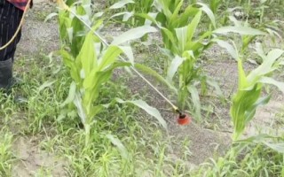 宇玉606玉米种子特点，夏播生育期106天