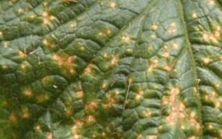 黄瓜红粉病的防治措施，要注意合理密植