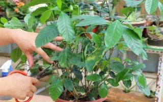 栀子花秋季怎么分株,洗净根部泥土后再从母株上剪下分蘗苗