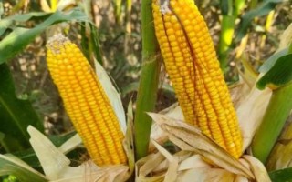 福玉616玉米种子特征特性,适宜播期为6月5日~25日