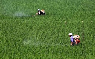 使用二氯喹啉酸要注意什么，与杀草丹等药物混用可扩大除草谱