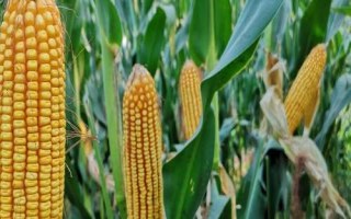 冈甜1号玉米种简介,每亩种植密度3200株左右