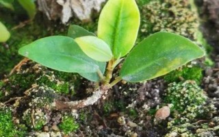 让榕树主干发芽的方法，萌芽前可在芽点处涂抹赤霉素