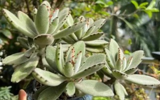 多肉兔耳朵的养殖方式，一般需要隔两年给其翻盆换土