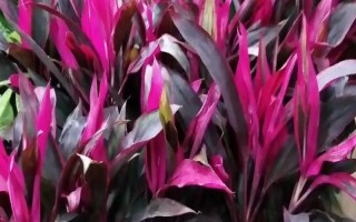 红运竹叶子发黄的处理方法，可适当遮荫或增加浇水等