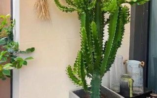 家庭大型盆栽常绿植物推荐,常见的有千年木、心叶藤和鸭脚木等