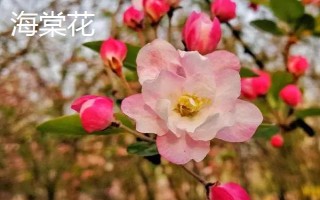 海棠花与梅花有什么区别,株形、叶片、花朵、花期均不同