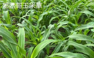 牛喜欢吃哪些草，常见的有象草、狗尾草、紫花苜蓿等