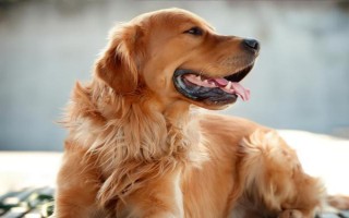 什么原因会导致狗狗口腔溃疡，一般是喂食不当或缺乏维生素等造成的