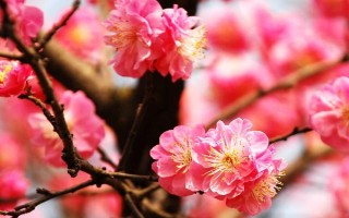 梅花的养殖方法，喜欢在阳光充足的条件下生长