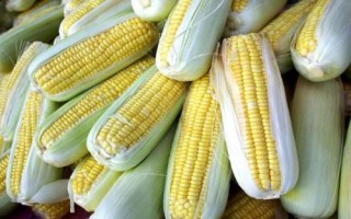 双富717玉米种子特点,在适应区4月30日左右播种