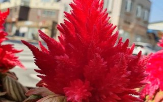 鸡冠花的品种，常见的有普通鸡冠花、子母鸡冠花、圆绒鸡冠花等