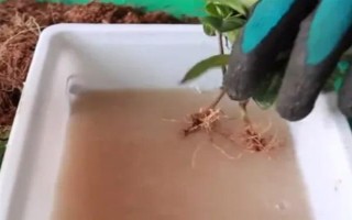 栀子花秋季怎么分株,洗净根部泥土后再从母株上剪下分蘗苗