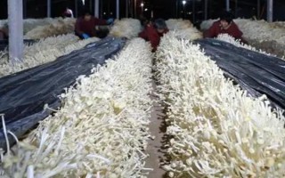 金针菇的种植方法，菌袋适合放置在20-25℃培育室内