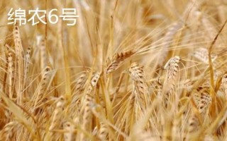 优质小麦品种推荐,南、北方在选种上不同