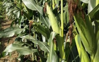 冀糯181玉米种简介，注意和其它品种有效隔离