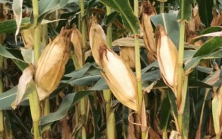 凤田109玉米品种简介,4月下旬-5月上旬播种