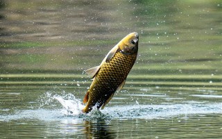 2.0号子线可以钓多重的鱼，确保质量能应付10斤以内的鱼类